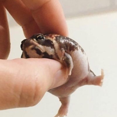 Profile Picture of Ben Spiller (@ThatsAHugeToad) on Twitter