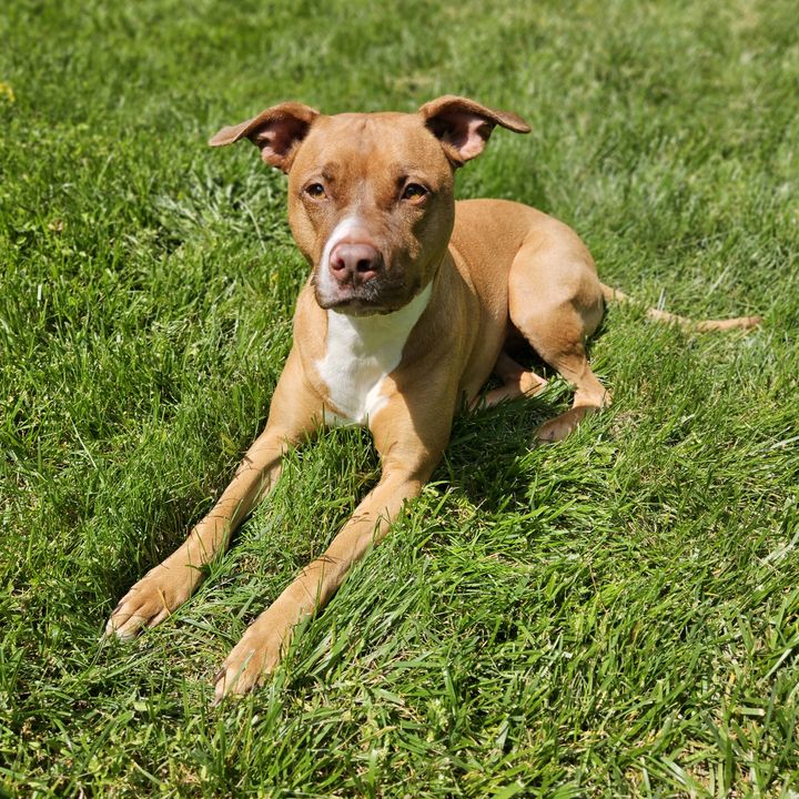 Profile Picture of Thomas Crespo (@thomascrespo63) on Tiktok