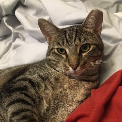 Profile Picture of Richard Hohn (@HohnRichard) on Twitter