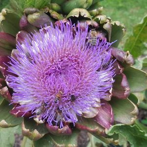 Profile Picture of Ursula Meyer (@umeyer3) on Twitter