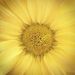 Profile Picture of Eleanor Lapointe (@kjcejmh) on Pinterest