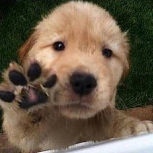 Profile Picture of Samantha Smithers (@sssmitty73) on Poshmark