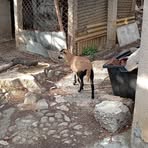 Profile Picture of Robert Capelli (@Robert-Capelli) on Facebook