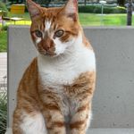 Profile Picture of Mark Steiner (@mark_steiner_collageart) on Instagram