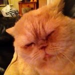 Profile Picture of Toffee McKee-Hearne (@ginger_ninga_xd) on Instagram