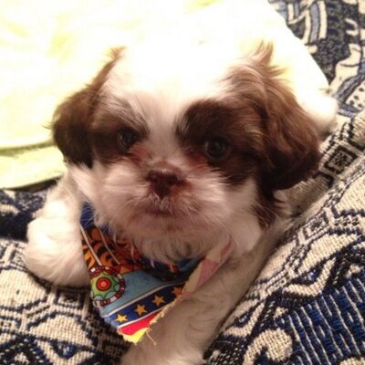 Profile Picture of Simon Percy Kenobi (@SimonTheShihTzu) on Twitter