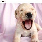 Profile Picture of Adam Skarre (@pretty_pink_puppies) on Instagram
