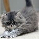 Profile Picture of Marsha Hershey (@almahermosa225) on Instagram