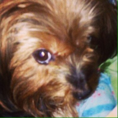 Profile Picture of Diane Buffa (@f0x888) on Twitter