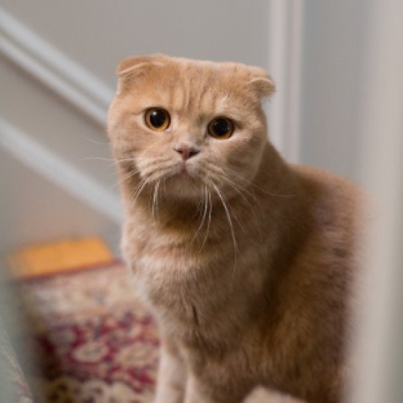 Cassandra Milligan - Poshmark Profile Picture of Cassandra Milligan (@milliganc) on Poshmark