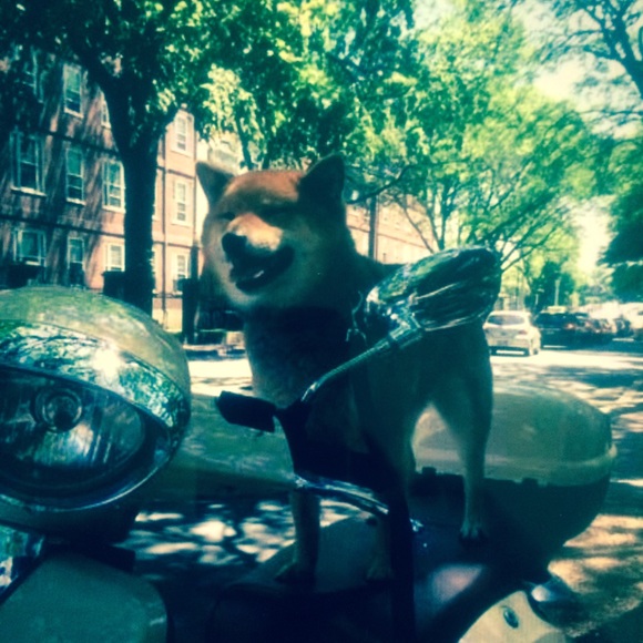 Profile Picture of Kate Trevisol (@ktreviso) on Poshmark