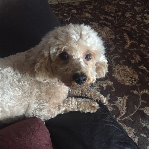 Profile Picture of Jeanine Capuana (@jeaninecapuana) on Poshmark