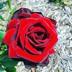 Profile Picture of amelia lyon (@modern_life2019) on Instagram