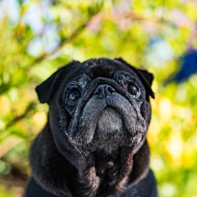 Profile Picture of Kirby Pug (@KirbyPug) on Twitter