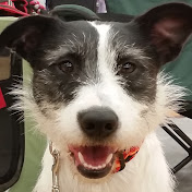 Profile Picture of Daniel Schoenberg (@jackrussellssrule) on Youtube