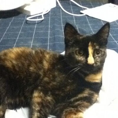 Profile Picture of Amber Clair Ford (@amdale6575) on Twitter