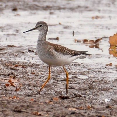 Profile Picture of Steve Haynes (@Warksbirdobs) on Twitter