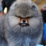 Profile Picture of Schulhoff Tibor (@toplinepom_tibi) on Instagram