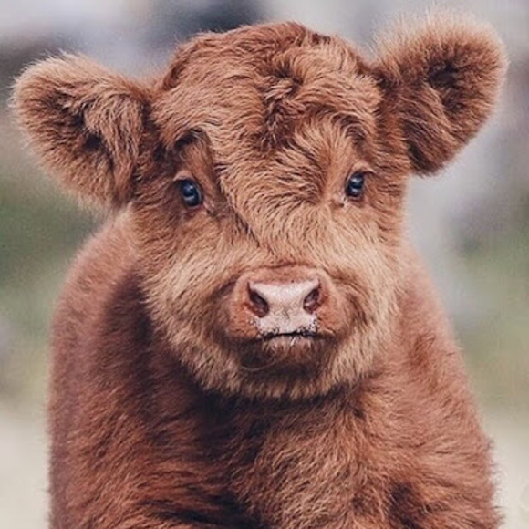 Profile Picture of Mairead Brennan (@mairead0305) on Poshmark