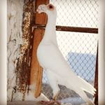 Profile Picture of jacob cassar (@jacob_cassar1) on Instagram