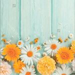 Official Page Daisy Flower - Instagram Profile Picture of Official Page Daisy Flower (@baibuni_mn) on Instagram