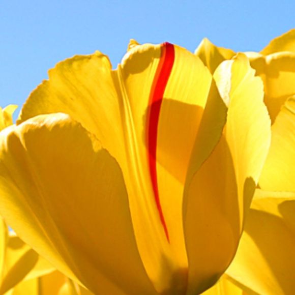 Profile Picture of Debi Revels (@revede1) on Poshmark