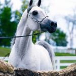 Profile Picture of Tamer Nour Abo El-Soud (@tamer_abo_el_soud) on Instagram