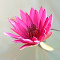 Profile Picture of Shellie Harding (@shellie-harding-1) on Quora