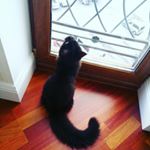 Profile Picture of Борис Мартинович (@boris.kotik_tvoyey_mechti) on Instagram