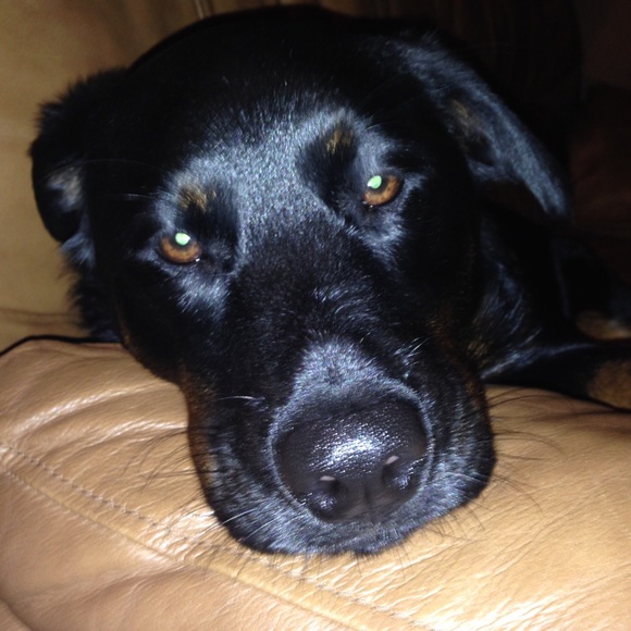 Profile Picture of Trisha Gobel (@twg3) on Poshmark