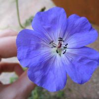 Profile Picture of Alice Alba (@alice-alba) on Quora