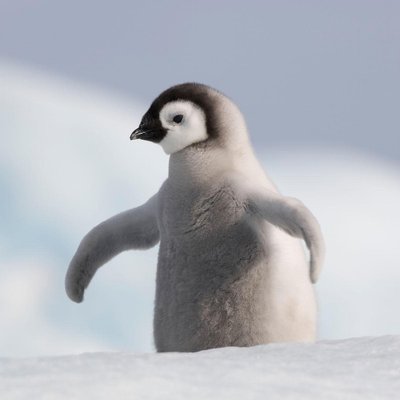 Profile Picture of Alex Orlowski (@Neckztik) on Twitter