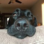 Profile Picture of Amanda diMonda (@allbelieves) on Instagram