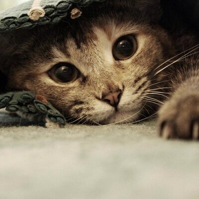 Profile Picture of Daniel Ballin (@dean231189) on Twitter