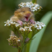 Profile Picture of Tamara Clayton (@tamaraclayton4345) on Youtube