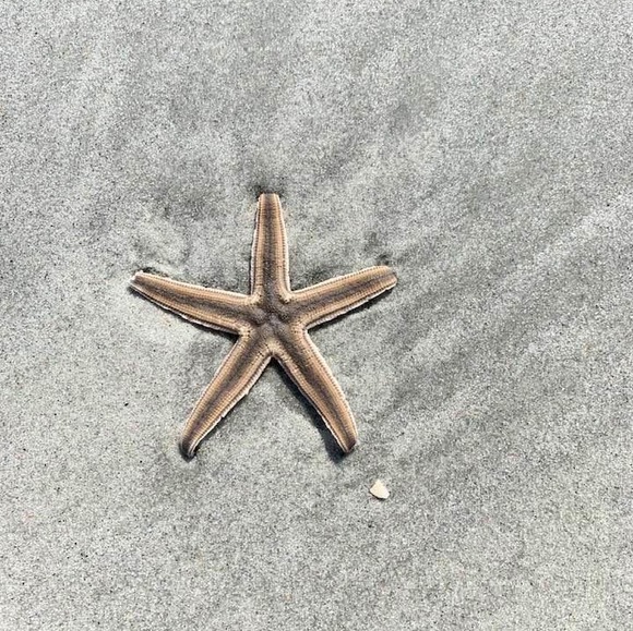 Profile Picture of Tish Juliano-valente (@tv7310) on Poshmark