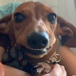 Carlos Kibe - Instagram Profile Picture of Carlos Kibe (@ck_thedog) on Instagram