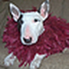 Profile Picture of Lisa (@Kill Her Skillet) on Flickr