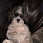 luna armelagos - Instagram Profile Picture of luna armelagos (@lunaaa_the_lunatic) on Instagram