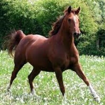 Profile Picture of Bailey Roach (@ridingprobs112) on Twitter