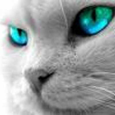 Profile Picture of Mike Sheedy (@samsfan) on Twitter