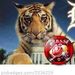Profile Picture of Sue Ackerman (@ackerman_sue) on Pinterest