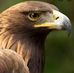 Profile Picture of Junger Adler (@junger.adler.9) on Facebook