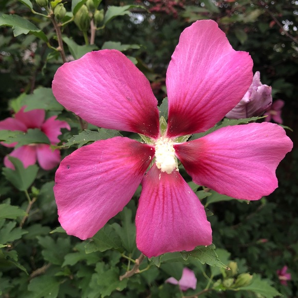 Profile Picture of Lori Likens (@lorilikens) on Poshmark