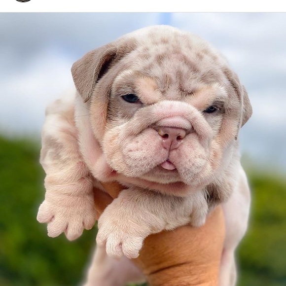 Profile Picture of Jasmine Randall (@jasminer97309) on Poshmark