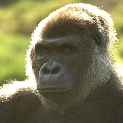 Profile Picture of Randy McIntosh (@ar0mcintosh) on Twitter