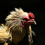 Profile Picture of thomas dian (@liil_timi) on Flickr