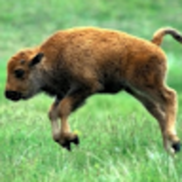 Profile Picture of Isaiah Breems (@isabree24) on Poshmark