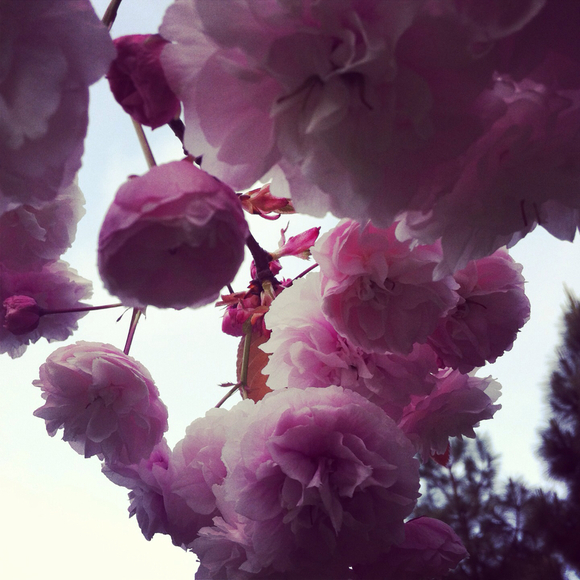 Profile Picture of Eileen Thornton (@eileen1974) on Poshmark