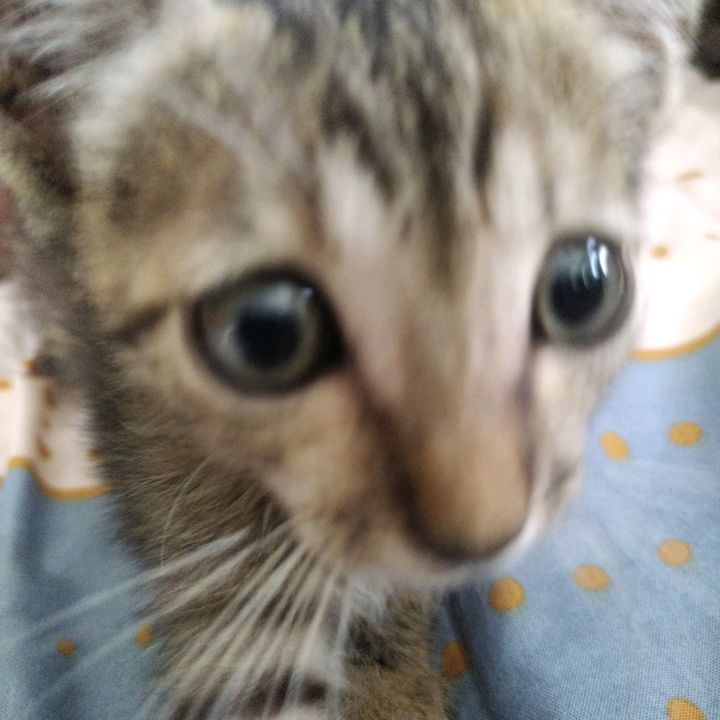 Profile Picture of chris (@chris_camara) on Tiktok